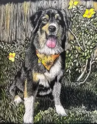 Scratchbord art titled: Dog Portrait
